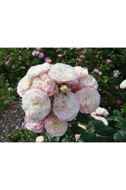 Троянда мускусна Букет Парфе- пишні суцвіття